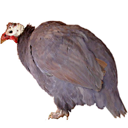 Violet Guinea